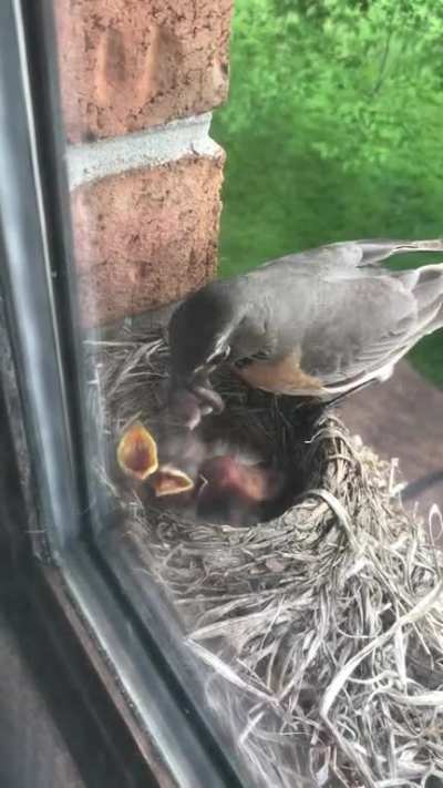 ? Feeding time for these 3 day old robins. It’s been so cool watching them up close!