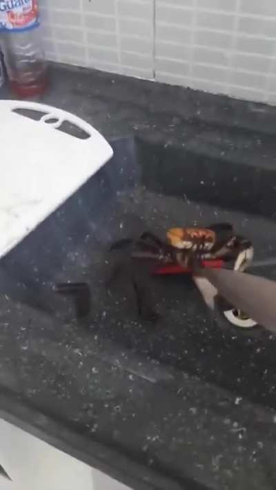 Crabs fights with knife
