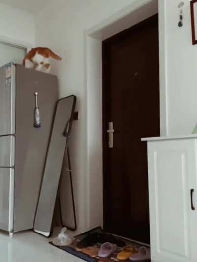 Watch this hooman