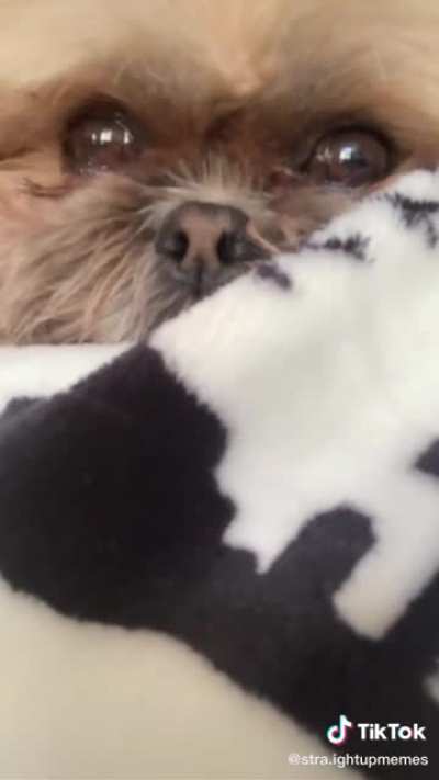 That dog kinda suss