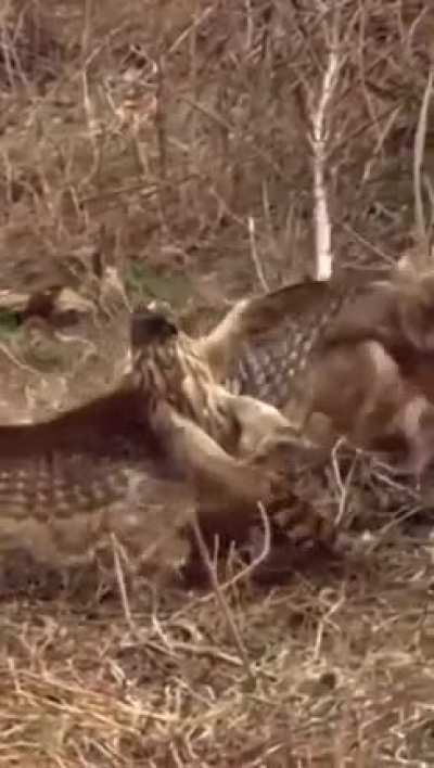 To catch a rabbit