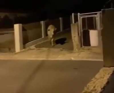 Poor cow...