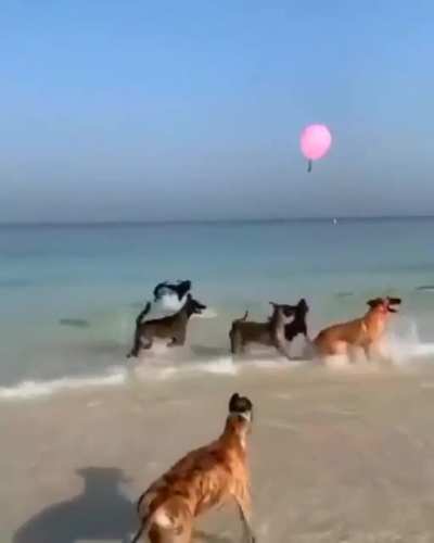 ? This is pure happiness!