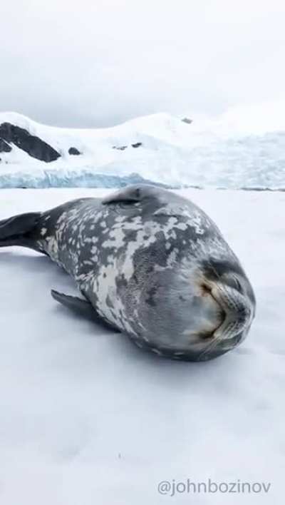 ? Weddel Seals making spaceship-like vocalisations while sleeping