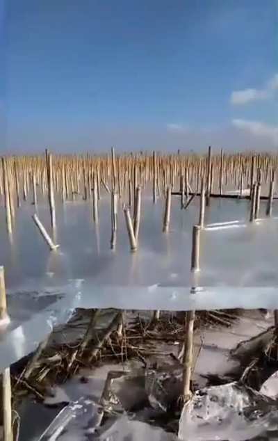 ? A that cornfield flooded, froze, and then drained, leaving a thick layer of ice suspended along the upper stalks ?