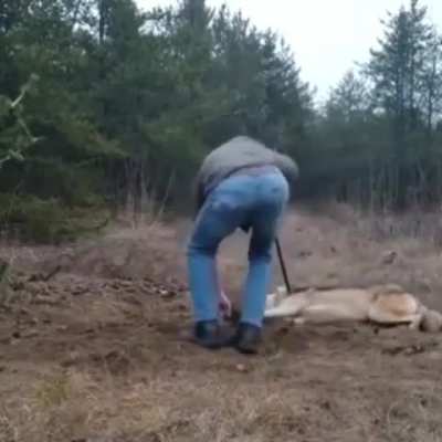 Man saves trapped wolf