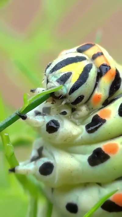 ?? Papilio machaon caterpillar