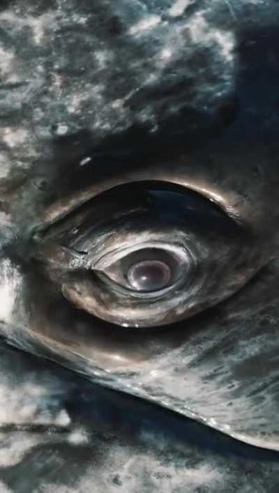 ? Making Eye Contact with a Grey Whale