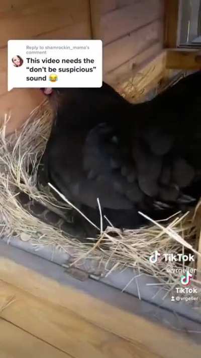 Snaking some eggs