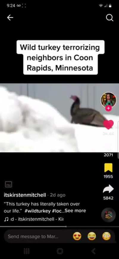 wild turkey terrorizes Minnesota mobile home community