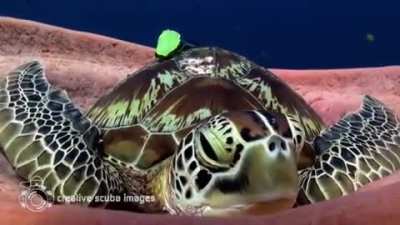 ? A sea turtle settling into a giant sea sponge to take a nap ?