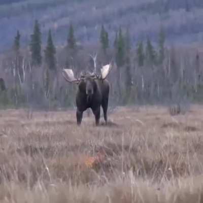 ? An absolute unit of a Moose ?