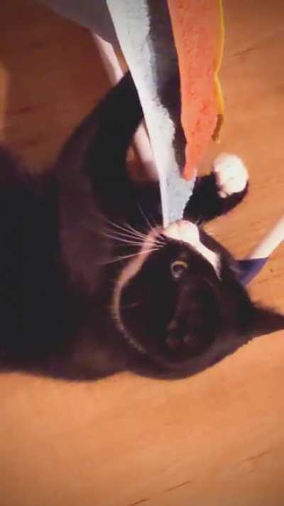 Asking my cat why he's biting the towel...