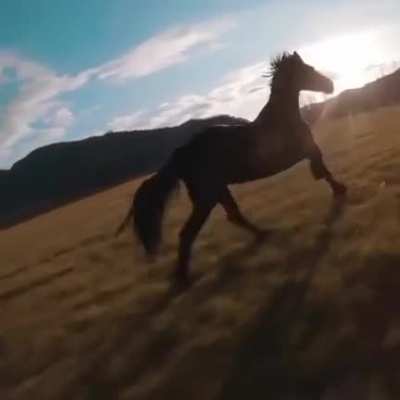 ~ Man cuts off horse with loud drone spooking him - horse runs over man