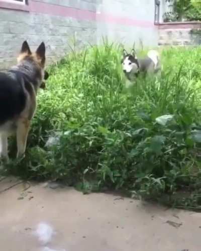 A husky trying to make friends in the most husky way imaginable.