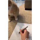 He tried his best ?