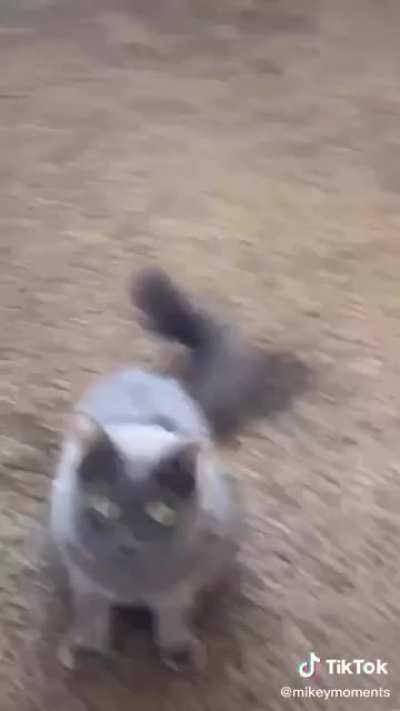 Thief