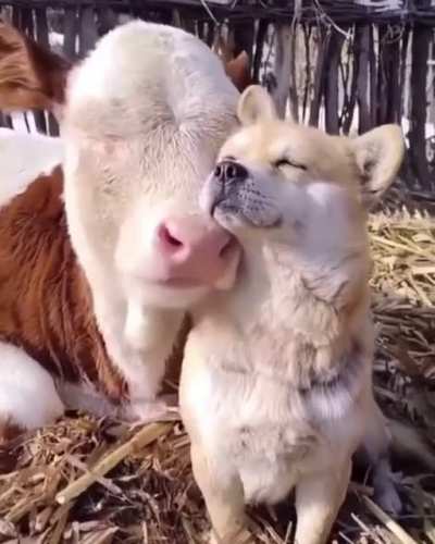 Animals know how to be friends?