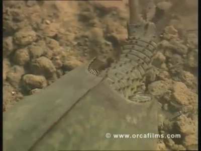 ? The tadpole shrimp; they are considered living fossils, having not changed significantly in outward form since the Triassic