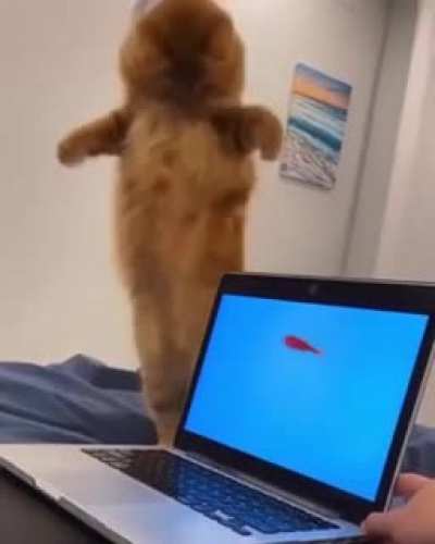 touch tha fishy