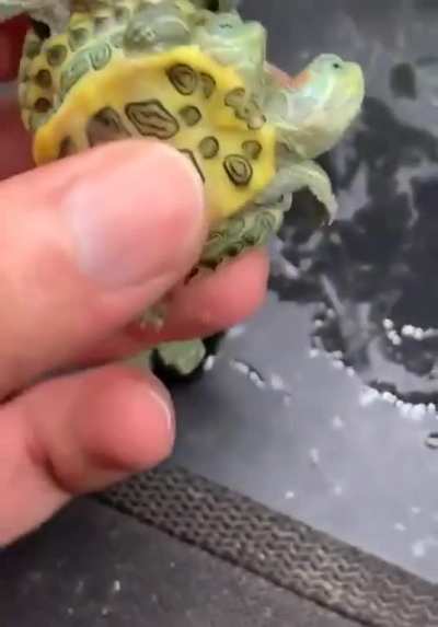 Two headed turtles