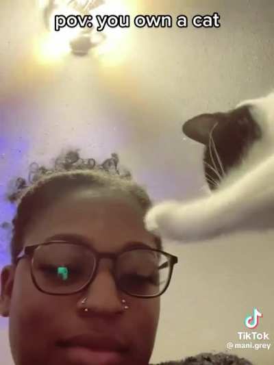Cats are just living intrusive thoughts