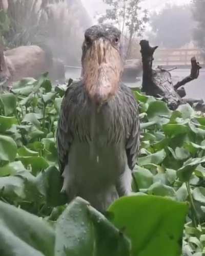 ? Shoebill stork stands still in the rain, staring at you judgmentally.