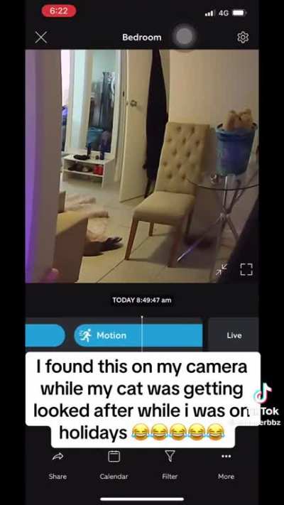 OP stated the cat is fine ?