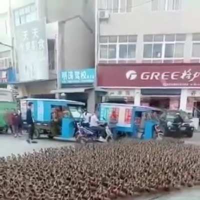 Ducks from Mordor