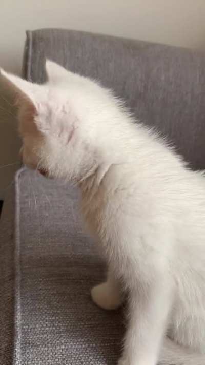 This is Ollie! Also known as Squeaky Boy :)