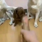 That last dog was tired of his shit ?