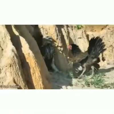 ? Eagle is stunned by the ferocity and fury of a protective mother