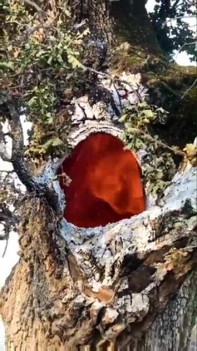 This tree is engulfed in flame but looks perfectly fine from the outside due to a root fire.