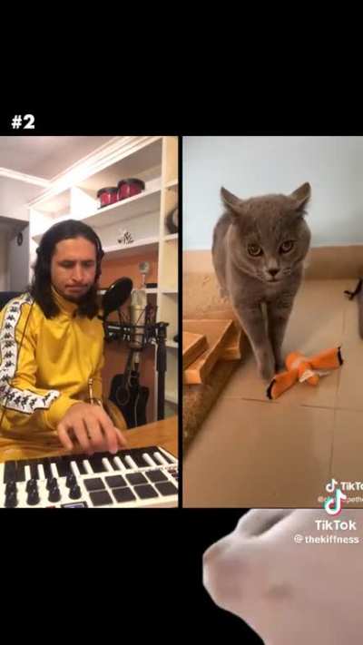 Cat jams ?