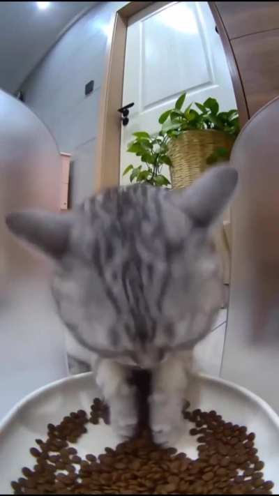 Cat eating food