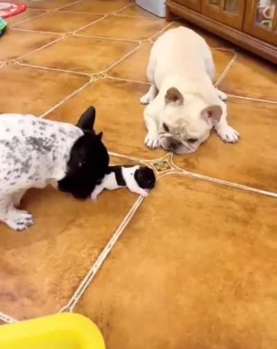 Dogs happiness after seeing their baby walk..?