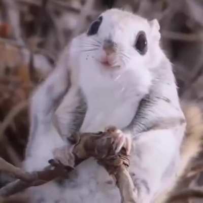 ? Siberian flying squirrel..