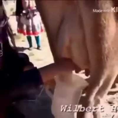 The crap song