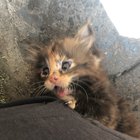 Smol&Playful