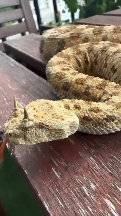 ?Saharan horned viper - Cerastes cerastes