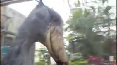 When a shoebill comes to greet you, it sounds like a gunfight just broke out