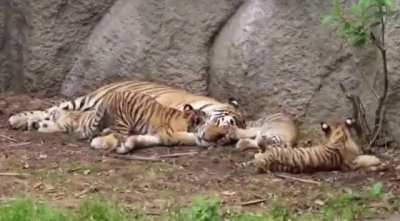 Giving mom a kiss before bedtime ?