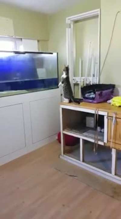 Cat is like: "After much consideration, I have decided to never do that again."