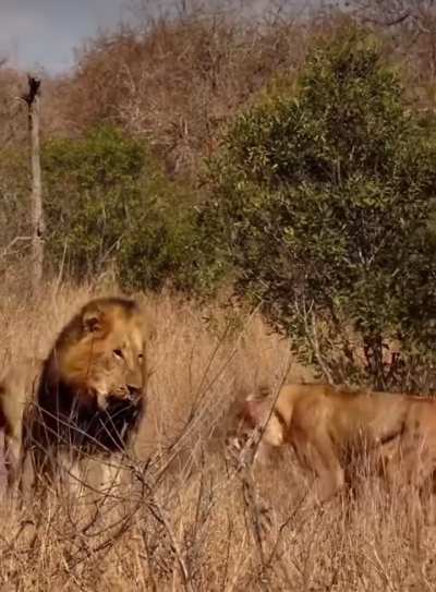 ? A Lioness turns to face an intruding big male to buy time for her cubs and pride members to escape. ?