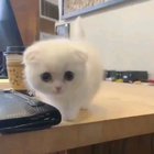 "yes sir, how can I help you?"