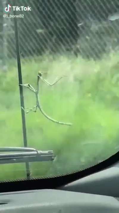 And that’s why the mantis prays