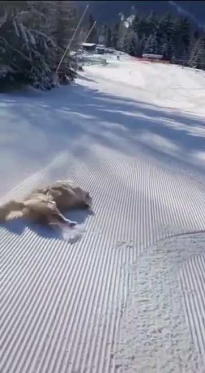 Hope this snow pup makes you laugh today!