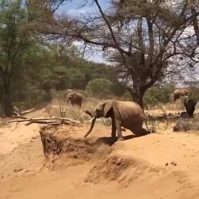 ? Baby elephant being taught by mother elephant on how to cross river bank