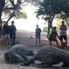 ? Massive Komodo Dragons fighting ?