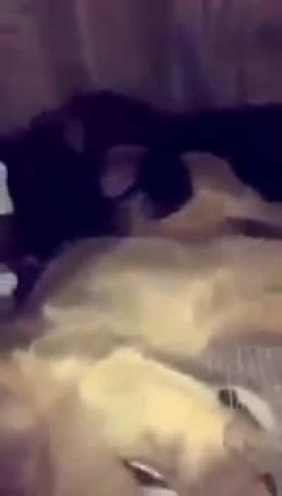 to scare the monke